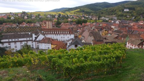 025A1580 Vineyards above Ribeauville, Alsace, France; copyright Christopher P Baker