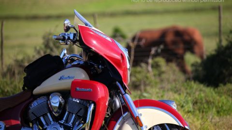 IMG_0745 2000px 2015 Indian Roadmaster at Addo Elephant National Park, South Africa; copyright Christopher P Baker